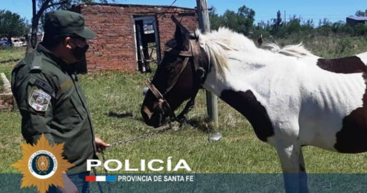 Secuestraron caballos robados en Rincón