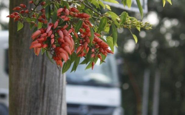 CONCURSO FOTOGRÁFICO DE PLANTAS NATIVAS: 3ER. PUESTO PARA UNA VECINA DE ARROYO LEYES