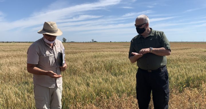 LA PROVINCIA TRABAJA PARA POTENCIAR LA PRODUCCIÓN DE LEGUMBRES SANTAFESINAS