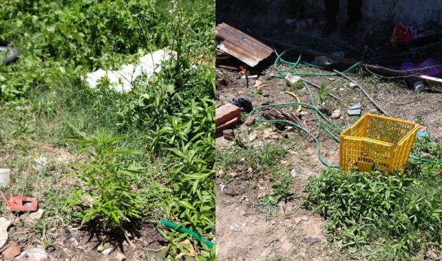 Secuestraron 18 plantas de marihuana del jardín de una casa en San José del Rincón