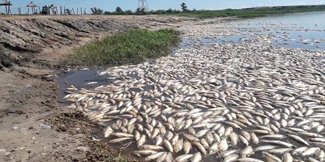 LA PROVINCIA REALIZA INSPECCIONES ANTE LA MORTANDAD DE PECES EN EL RÍO SALADO