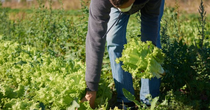 SE CONSOLIDA EL TRABAJO ARTICULADO DE LA MESA PROVINCIAL FRUTIHORTÍCOLA PARA LA IMPLEMENTACIÓN DE LAS BUENAS PRÁCTICAS AGRÍCOLAS