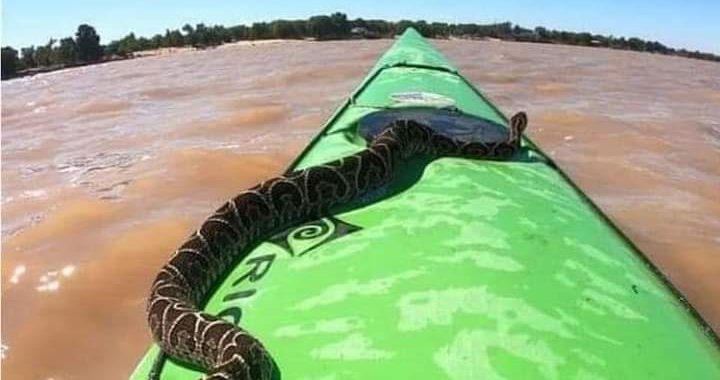 UNA YARARÁ SE SUBIÓ A UN KAYAK MIENTRAS NAVEGABA EN EL PARANÁ