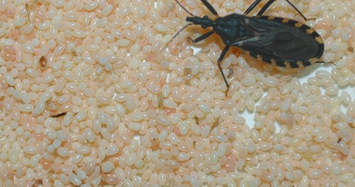 EL MINISTERIO DE SALUD REALIZÓ RECOMENDACIONES PARA EVITAR LA ENFERMEDAD DE CHAGAS