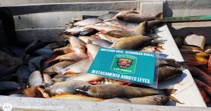 ARROYO LEYES, GUARDIA RURAL INCAUTA GRAN CANTIDAD DE SÁBALOS Y BOGAS. PROHIBICIÓN DE PESCA DEPORTIVA