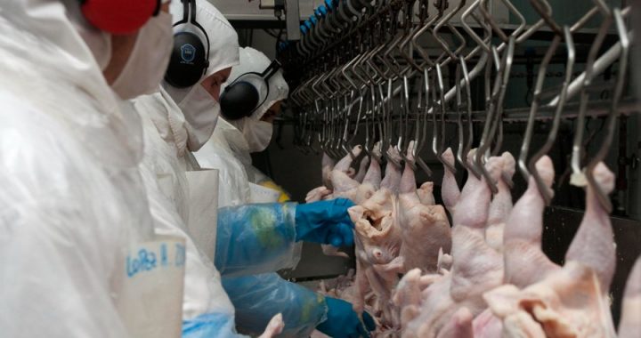 ARGENTINA REINICIARÁ LA EXPORTACIÓN DE CARNE AVIAR A LA UNIÓN EUROPEA, TRAS AJUSTES SANITARIOS