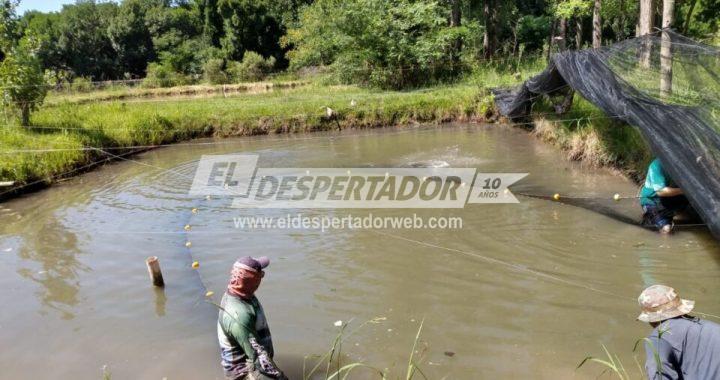 CALCHINES, SE CONTINÚA DESARROLLANDO LA ACUICULTURA COMO ALTERNATIVA PRODUCTIVA. CRÍA DE PACÚ, SÁBALO Y BOGA