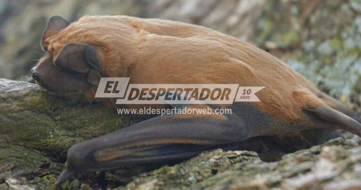 EL MUSEO PROVINCIAL ÁNGEL GALLARDO IDENTIFICÓ UNA NUEVA ESPECIE DE MURCIÉLAGO EN ARGENTINA