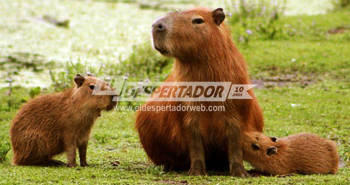 CALCHINES, PRIMER ANIVERSARIO DEL “CONSEJO CIUDADANO”. 2° CONGRESO DE FAUNA COSTERA, SALUD Y PATRIMONIO CULTURAL