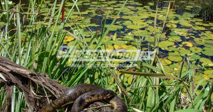 EXPLORÁ LOS HUMEDALES: UN NUEVO CICLO DE MUESTRAS EN EL ACUARIO DEL RÍO PARANÁ