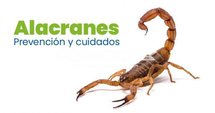 LA PROVINCIA BRINDÓ RECOMENDACIONES ANTE LA APARICIÓN DE ALACRANES