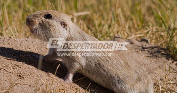 VECINAL ARROYO LEYES Y UNA ACTIVIDAD PARA TODA LA FAMILIA. FAUNA NATIVA, APRENDIENDO A CONVIVIR