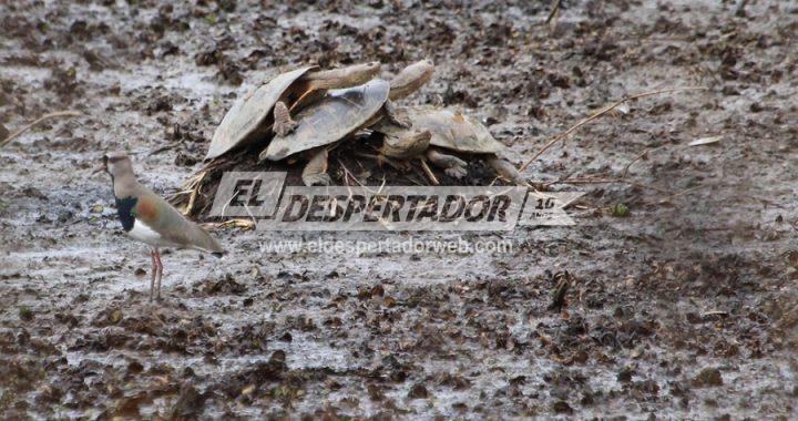 POR LA SEQUÍA PREOCUPA LA MORTANDAD DE TORTUGAS. LAGUNAS INTERNAS DE LAS ISLAS ESTÁN SECAS