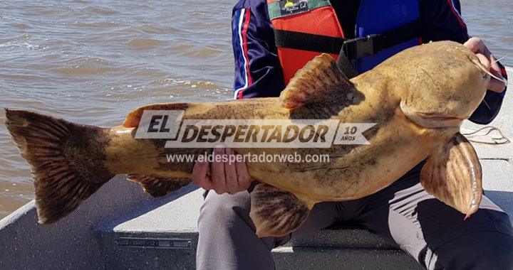 BAJANTE DEL PARANÁ, EL PACÚ, EL MANGURUYÚ Y EL PIRÁ PITÁ, SON ESPECIES EN REMISIÓN. CAUSAS Y SOLUCIONES