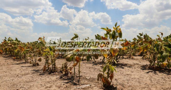 LA NACIÓN HOMOLOGÓ LA EMERGENCIA AGROPECUARIA PARA SANTA FE