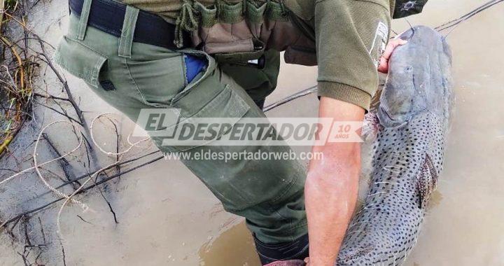 ARROYO LEYES: LIBERAN AL RÍO PESCADO DECOMISADO. LOS PUMAS PATRULLAJES PREVENTIVOS