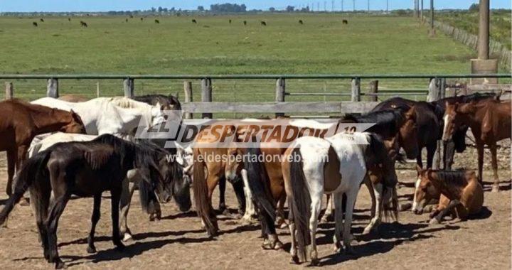 MEGAOPERATIVO POR COMERCIO ILEGAL DE CARNE DE CABALLO