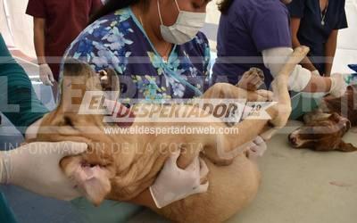 RINCON: NUEVA JORNADA DE ESTERILIZACION DE MASCOTAS