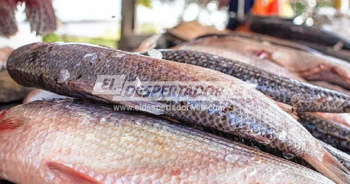 «PESCADAZO» EN SANTA FE: ESTE VIERNES PESCADORES DE COLASTINÉ Y EL DEPARTAMENTO GARAY PROTESTAN VENDIENDO A PRECIOS BAJOS