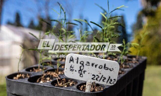 UNL PLANTARÁ UN ÁRBOL POR CADA GRADUADA Y GRADUADO