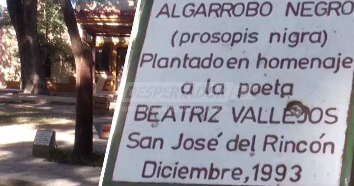 100 AÑOS DE BEATRIZ VALLEJOS: GRACIELA ZARZA RECORDÓ UN ÁRBOL DE LA PLAZA, PLANTADO EN 1993