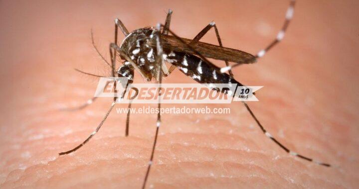 EXPLICAN POR QUÉ HAY TANTOS MOSQUITOS A PESAR DEL OTOÑO