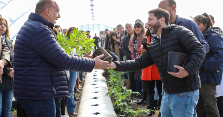 EL GOBERNADOR PEROTTI ENCABEZÓ EL ACTO DE INICIO DEL CULTIVO DE CANNABIS MEDICINAL A CAMPO EN LA PROVINCIA