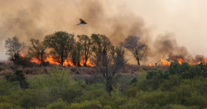 FUEGO EN LAS ISLAS: SANTA FE PRESENTÓ OTRA DENUNCIA ANTE LA JUSTICIA CON LA GEOLOCALIZACIÓN DE LAS NUEVAS QUEMAS