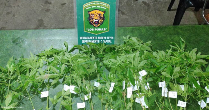 SECUESTRARON 38 PLANTAS DE MARIHUANA EN ARROYO LEYES .