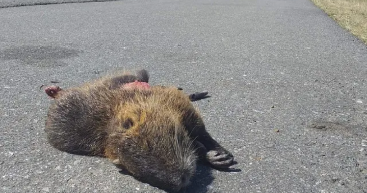 DECENAS DE ANIMALES SON ATROPELLADOS AL INTENTAR ESCAPAR DEL FUEGO EN LAS ISLAS