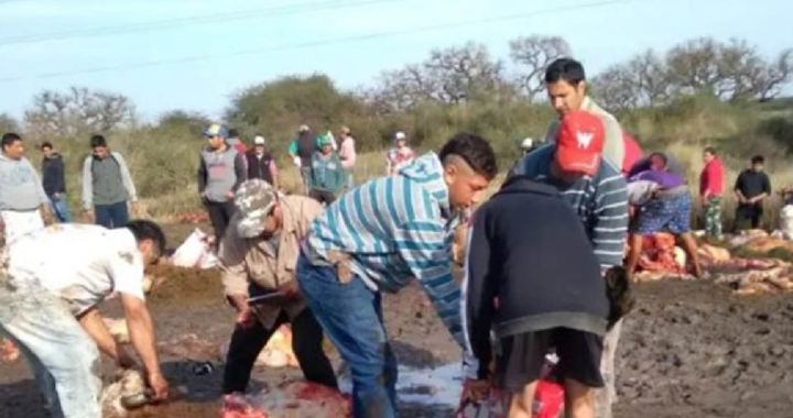 VECINOS CARNEARON ANIMALES TRAS VOLCAR UN CAMIÓN DE VACAS EN CALCHAQUÍ￼