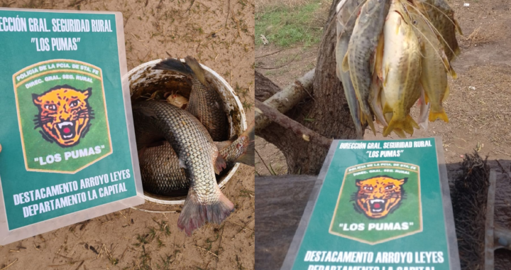 PERSONAL DE LOS PUMAS, DECOMISAN PESCADO EN ARROYO LEYES