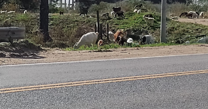 RIESGO EN RUTA 1: LOS PUMAS RETIRARON 25 CABRAS SUELTAS DE LA CINTA ASFÁLTICA  