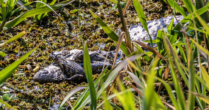 NACIERON CRÍAS DE YACARÉ OBERO EN LA RESERVA ECOLÓGICA DE LA UNL