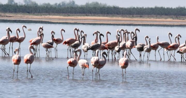 LOS FLAMENCOS EN LA SETÚBAL POR LA BAJANTE SE QUEDARON EN LA ZONA