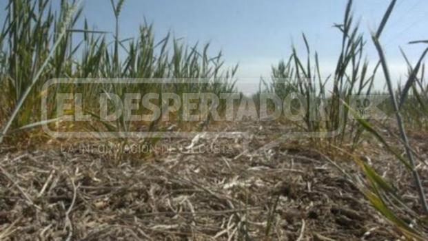 EN EL CENTRO-NORTE SANTAFESINO PREOCUPA EL ESTADO DE LOS TRIGALES POR FALTA DE LLUVIAS