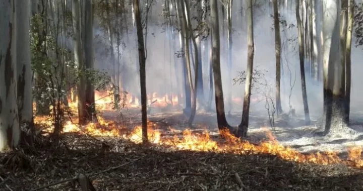 CONTINÚAN LOS INCENDIOS EN LAS ISLAS Y PODRÍA LLEGAR EL HUMO AL SUR DE LA PROVINCIA