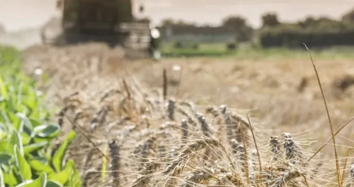 LA SEQUÍA GOLPEA FUERTEMENTE A LA SIEMBRA DE TRIGO EN SANTA FE