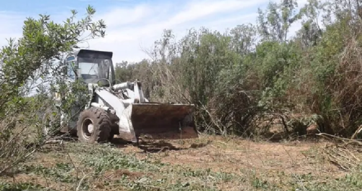 TRAS LOS INCENDIOS DENUNCIAN LA PRESENCIA DE TOPADORAS EN LAS ISLAS 