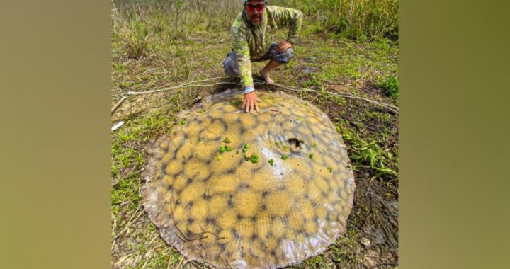 APARECIÓ OTRA RAYA GIGANTE EN COLONIA YATAY DEPARTAMENTO SAN JAVIER