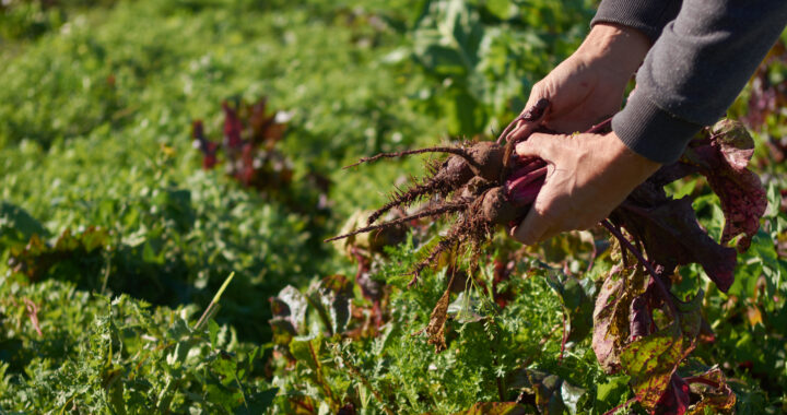 LA PROVINCIA LANZA UNA LÍNEA DE ASISTENCIA SIN REINTEGRO PARA PEQUEÑOS PRODUCTORES HORTÍCOLAS