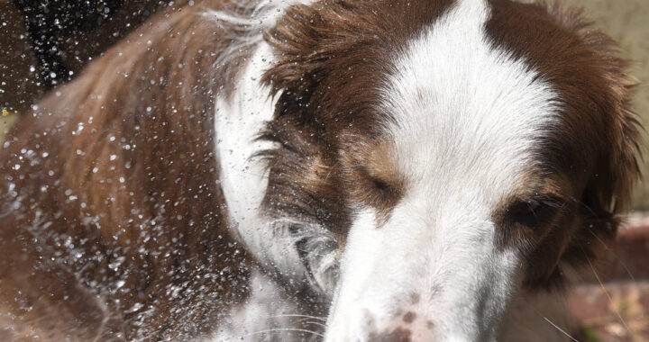 CÓMO EVITAR LOS GOLPES DE CALOR EN ANIMALES DE COMPAÑÍA