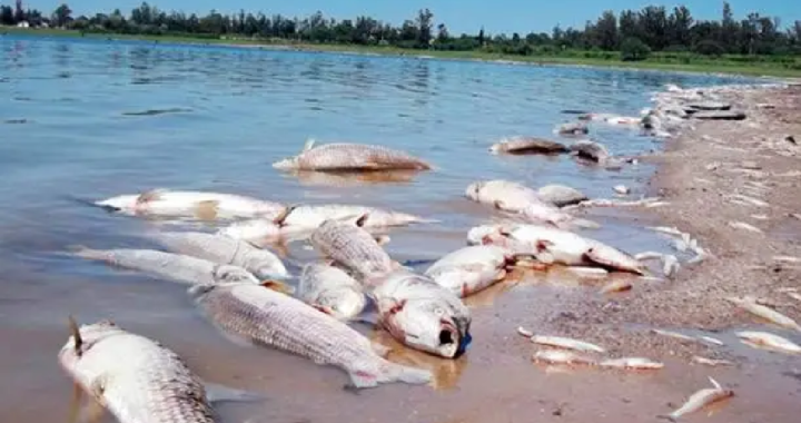 EL INSTITUTO NACIONAL DEL AGUA ALERTÓ POR LA PREOCUPANTE BAJANTE DEL RÍO PARANÁ