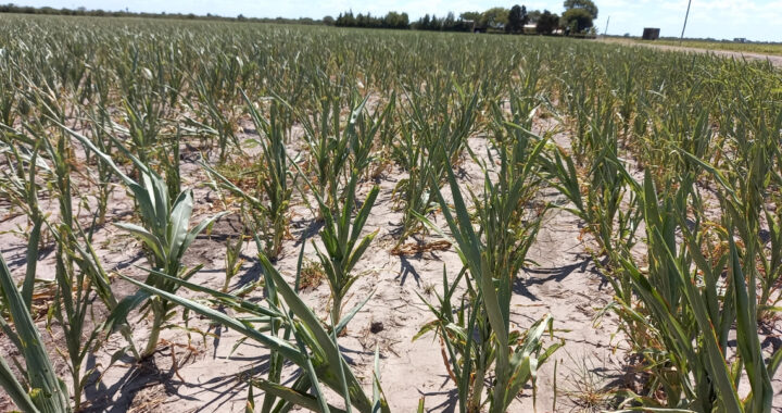 SEQUÍA: EL CAMPO SE REÚNE CON EL GOBIERNO PARA DEFINIR MEDIDAS URGENTES QUE AYUDEN A PALIAR LAS PÉRDIDAS