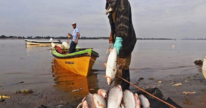 UN ESTUDIO REVELÓ QUE SÁBALOS DEL RÍO SALADO TIENEN ALTO CONTENIDO DE AGROTÓXICOS 