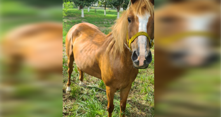 “LOS PUMAS” EN ARROYO LEYES SECUESTRÓ UN CABALLO TRAS ADVERTIR EL PELIGRO INMINENTE SOBRE RUTA 1