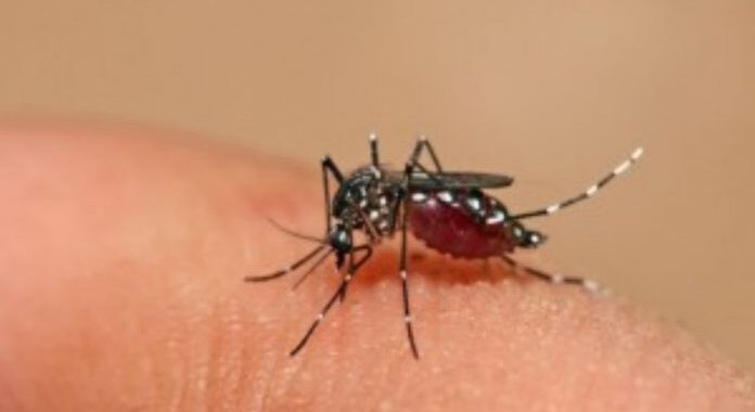 CONFIRMAN EL PRIMER CASO POSITIVO DE CHIKUNGUNYA EN LA CIUDAD DE SANTA FE