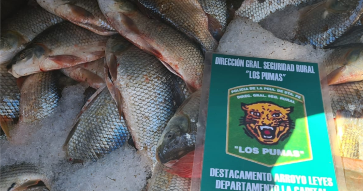 IMPORTANTES DECOMISOS DE PATOS, SÁBALOS DORADOS, SURUBI Y RAYAS EN LA COSTA 