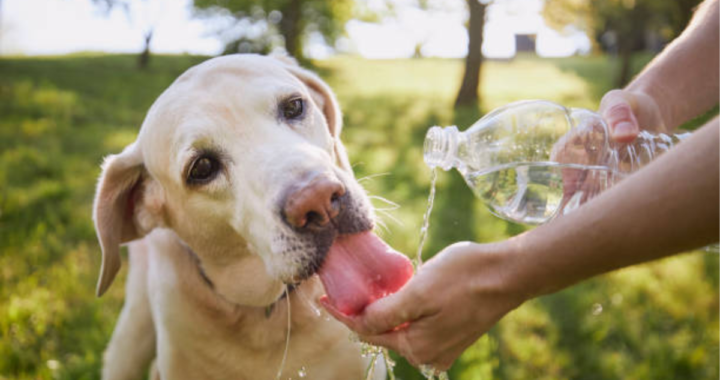 ¡PERSISTE EL CALOR EN LA COSTA! Y EL PRONÓSTICO ANTICIPA POSIBLES CHAPARRONES PARA HOY