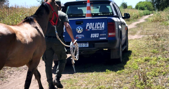 LA GUARDIA RURAL SECUESTRÓ EN L COSTA ANIMALES EQUINOS Y VACUNOS POR OMISIÓN DE CUSTODIA ANIMAL